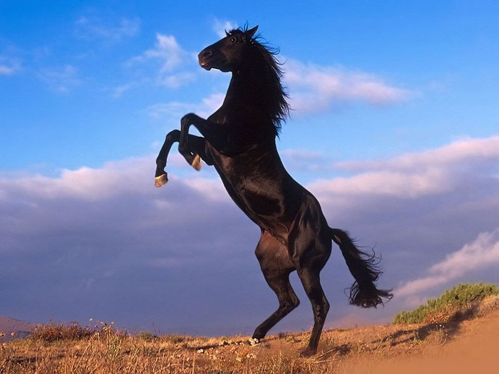 Black Horse Rearing In Desert 1 Photo By Turquoisegiraffe Photobucket